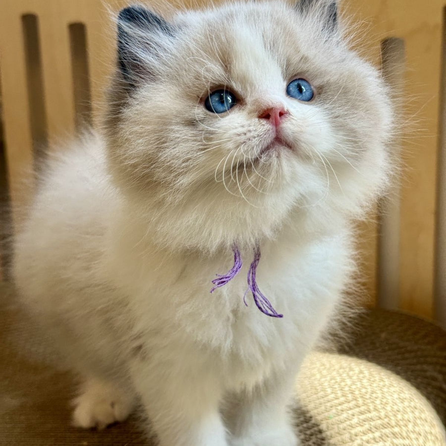 Moon Ragdoll male, black bicolour