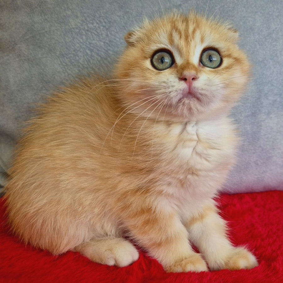 Maya Scottish Fold female, black golden chinchilla