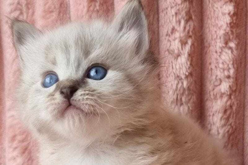 Zigfryd Siberian male seal tabby pointed - live animals