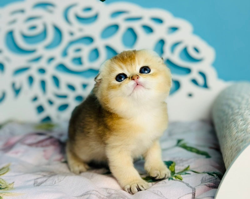 Yummy Scottish Fold male, black golden shaded