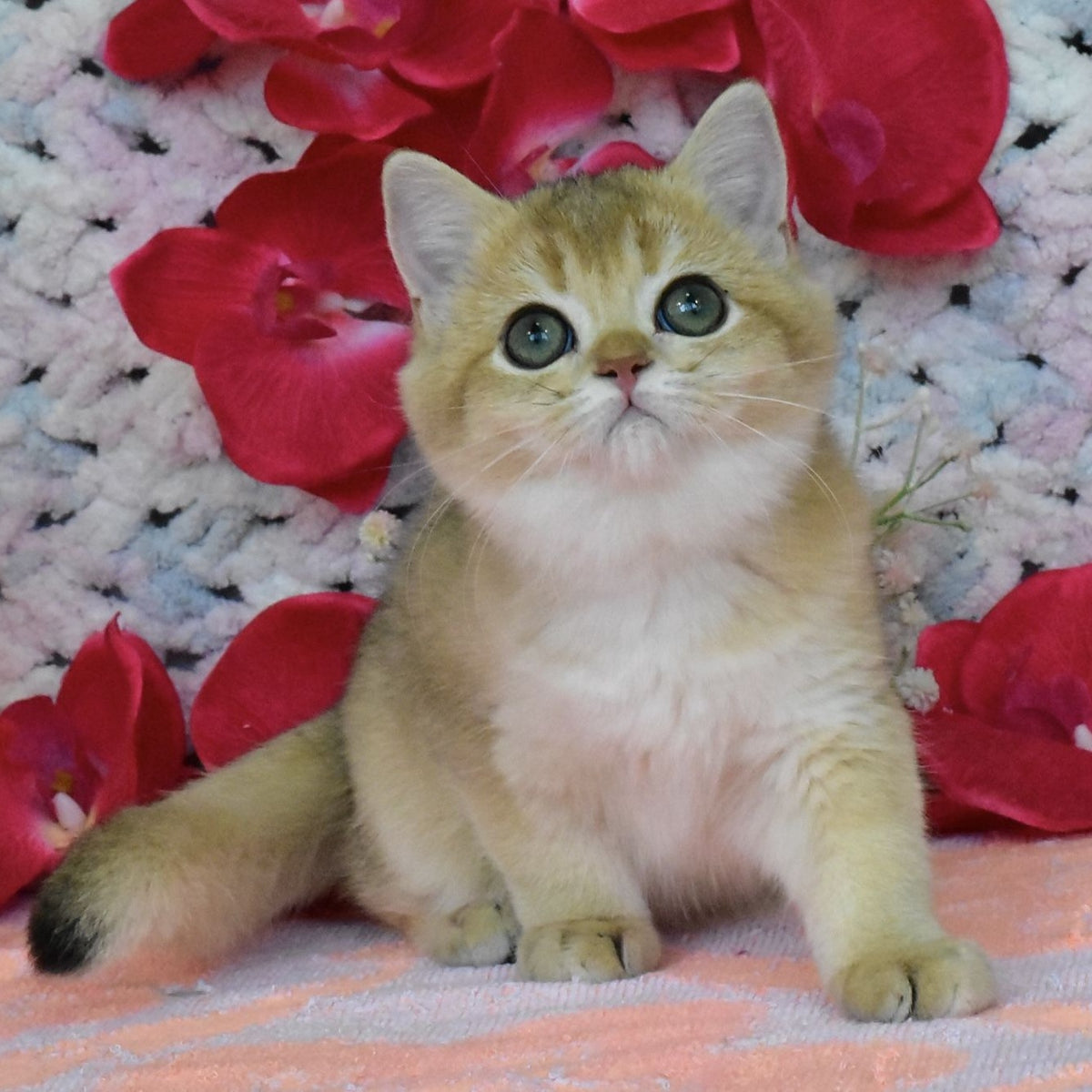 Honey British Shorthair female, black golden shaded