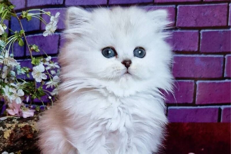 Nettie British Longhair female black silver shaded - live animals