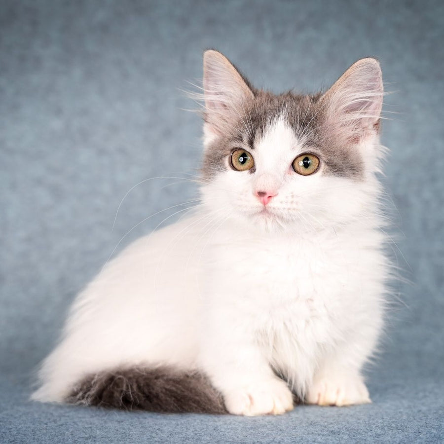 Diana Munchkin female, blue tabby harlequin