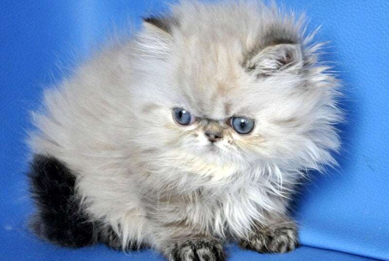 Yoko Persian male seal lynx pointed - live animals