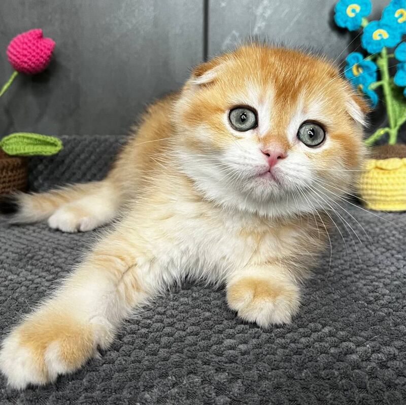 Lion Scottish Fold male black golden chinchilla - live animals
