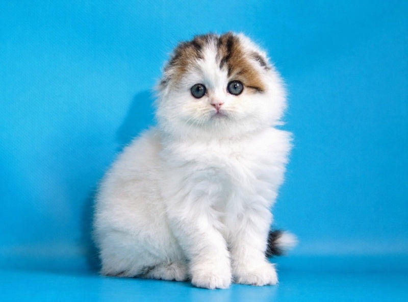 Valencia Scottish Fold female black tabby van - live animals
