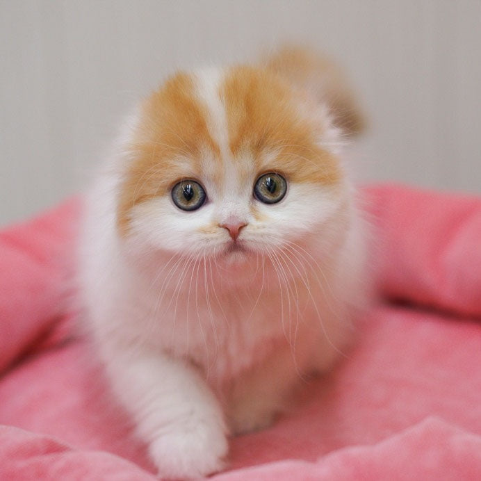 Vivienne Scottish Fold female, red tabby van