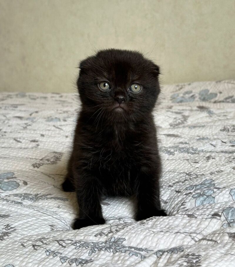 Nelson Scottish Fold male, black