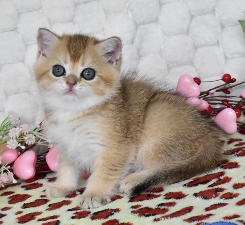 Wendy British Shorthair female black golden shaded - live animals