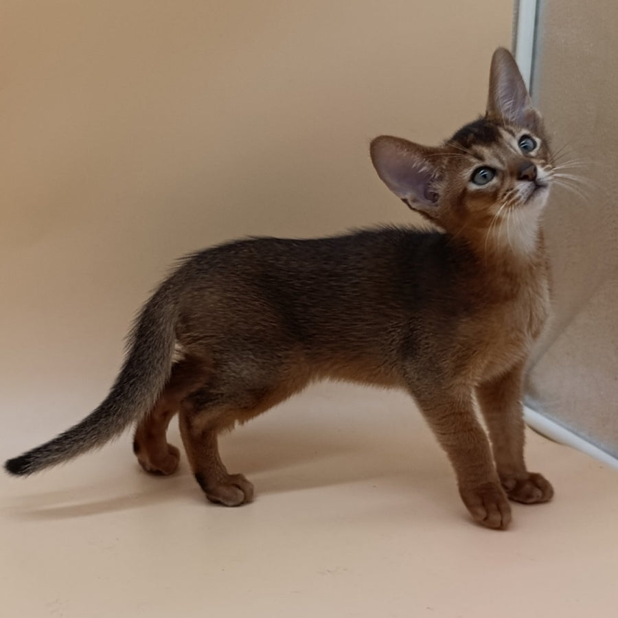 Morgan Abyssinian male, ruddy