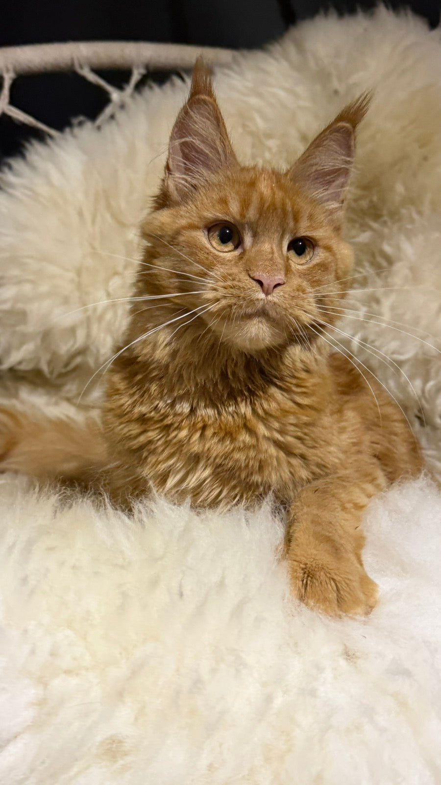 Foxy Maine Coon female, red