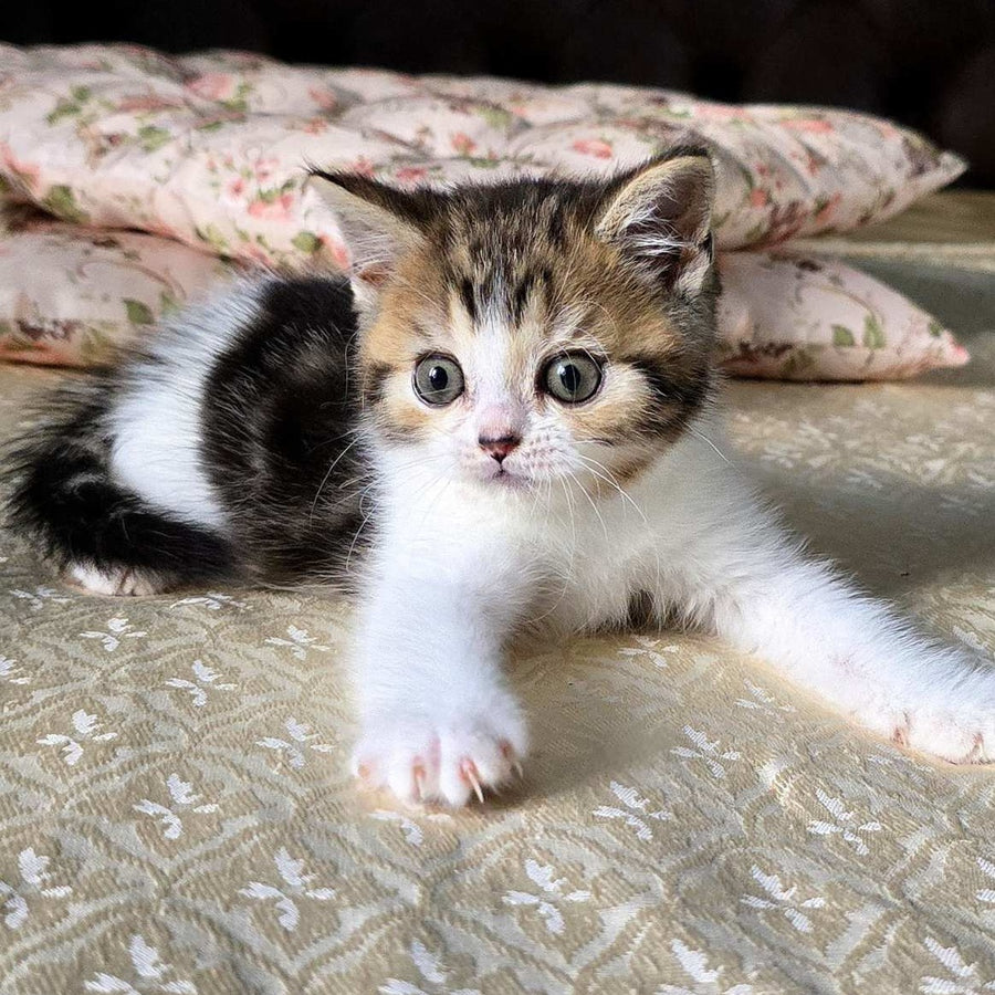 Dominic Scottish Straight male, black tabby bicolour