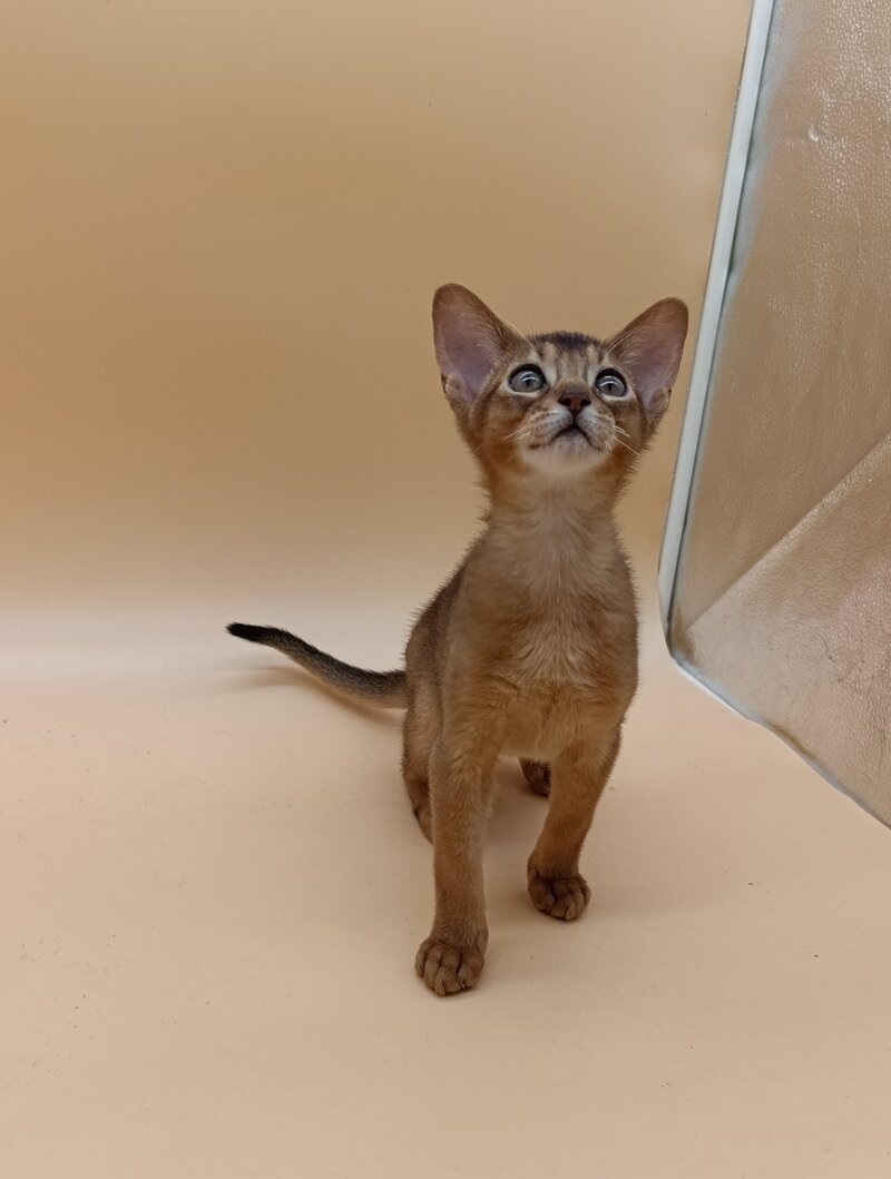 Lucky Abyssinian male ruddy - live animals