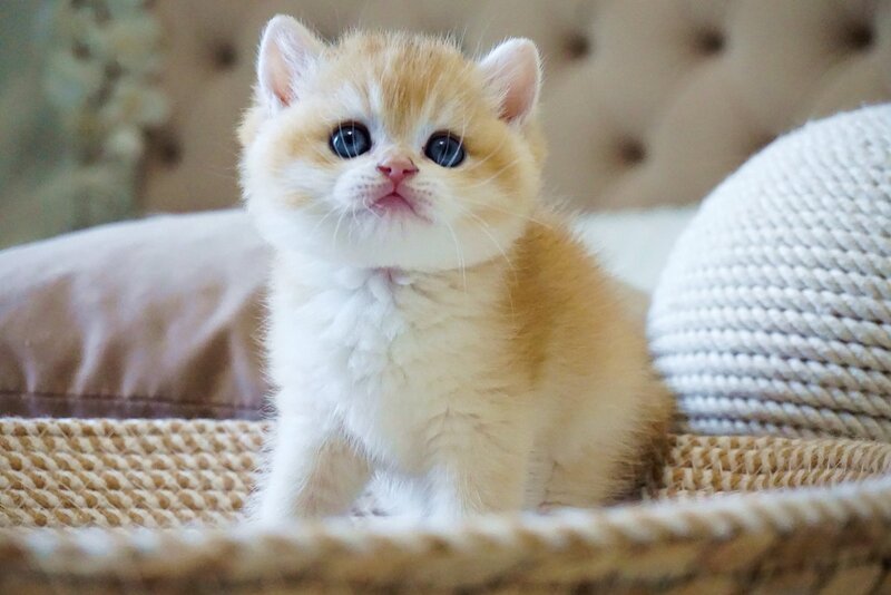 Den British Shorthair male, black golden chinchilla