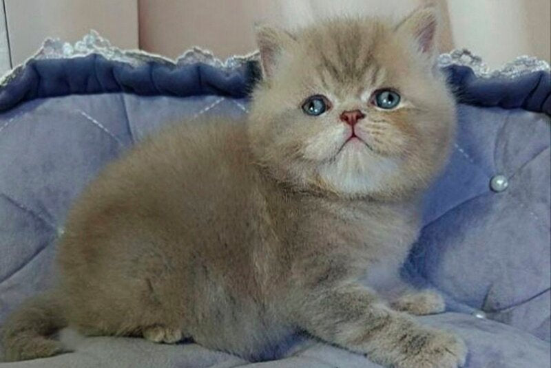 Snickers Scottish Straight male, lilac tabby