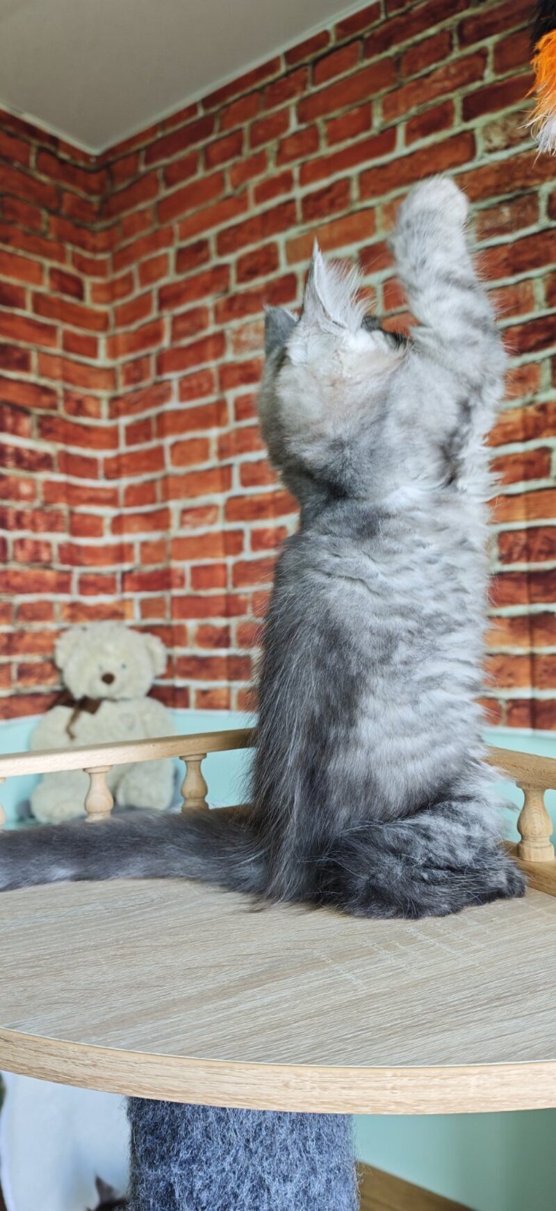 Freya Maine Coon female, black silver