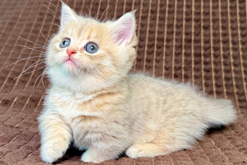 Marley Munchkin male, blue golden spotted tabby