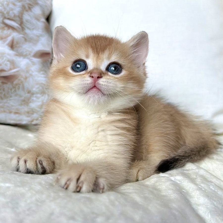 Odri British Shorthair female, black golden chinchilla