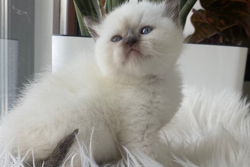Zaya British Shorthair female chocolate pointed - live animals