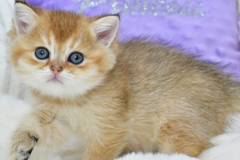 Elvin British Shorthair male, black golden shaded