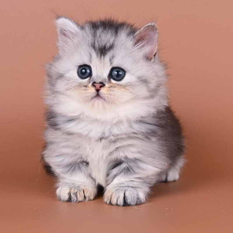 Ira Munchkin female, black silver ticked tabby