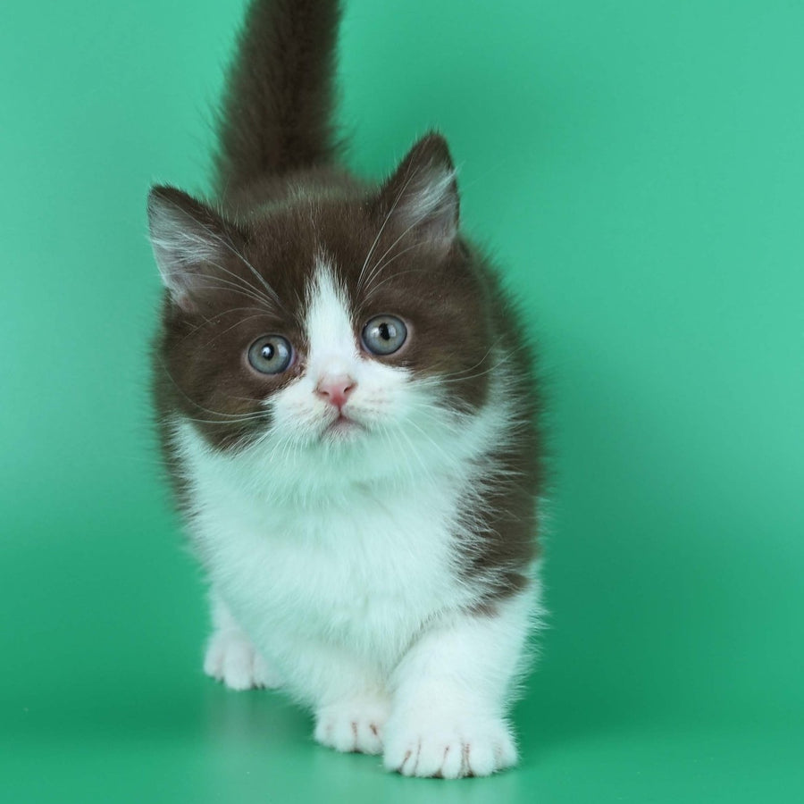 Jin British Shorthair male, chocolate bicolour