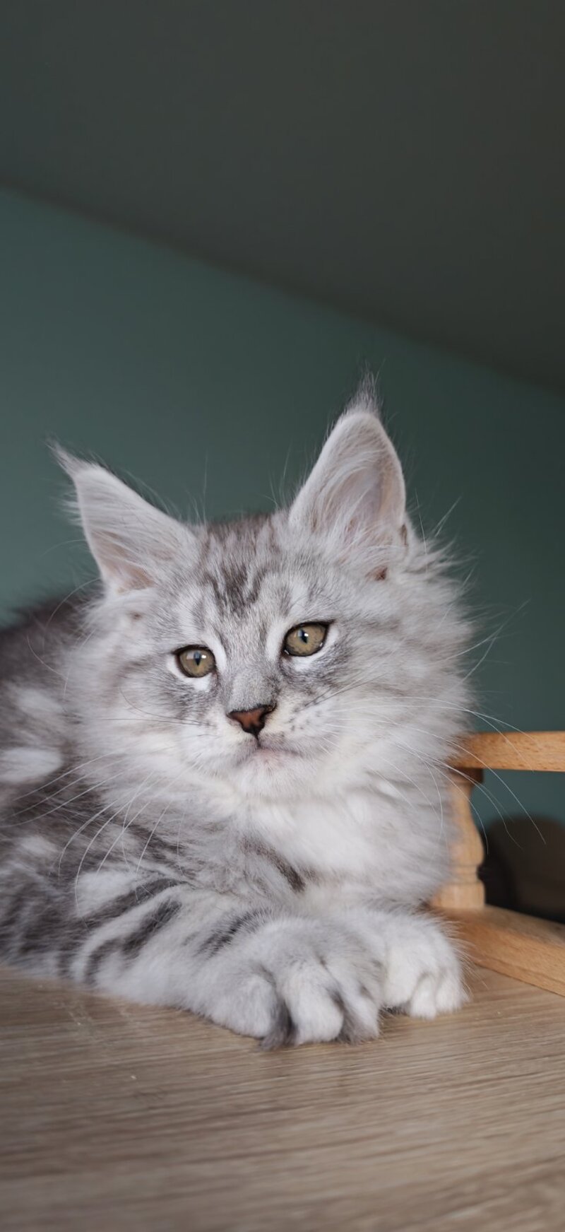 Gelios Maine Coon male, blue silver tabby