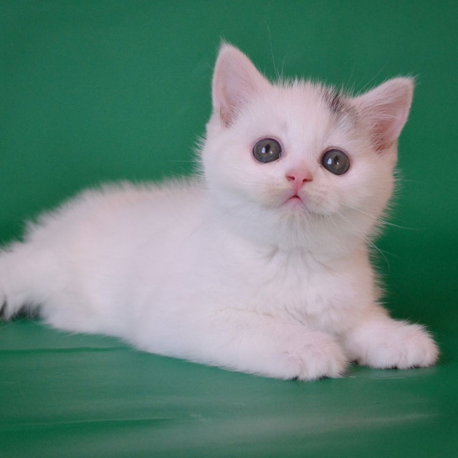 Olaf Scottish Straight male, black silver tabby van