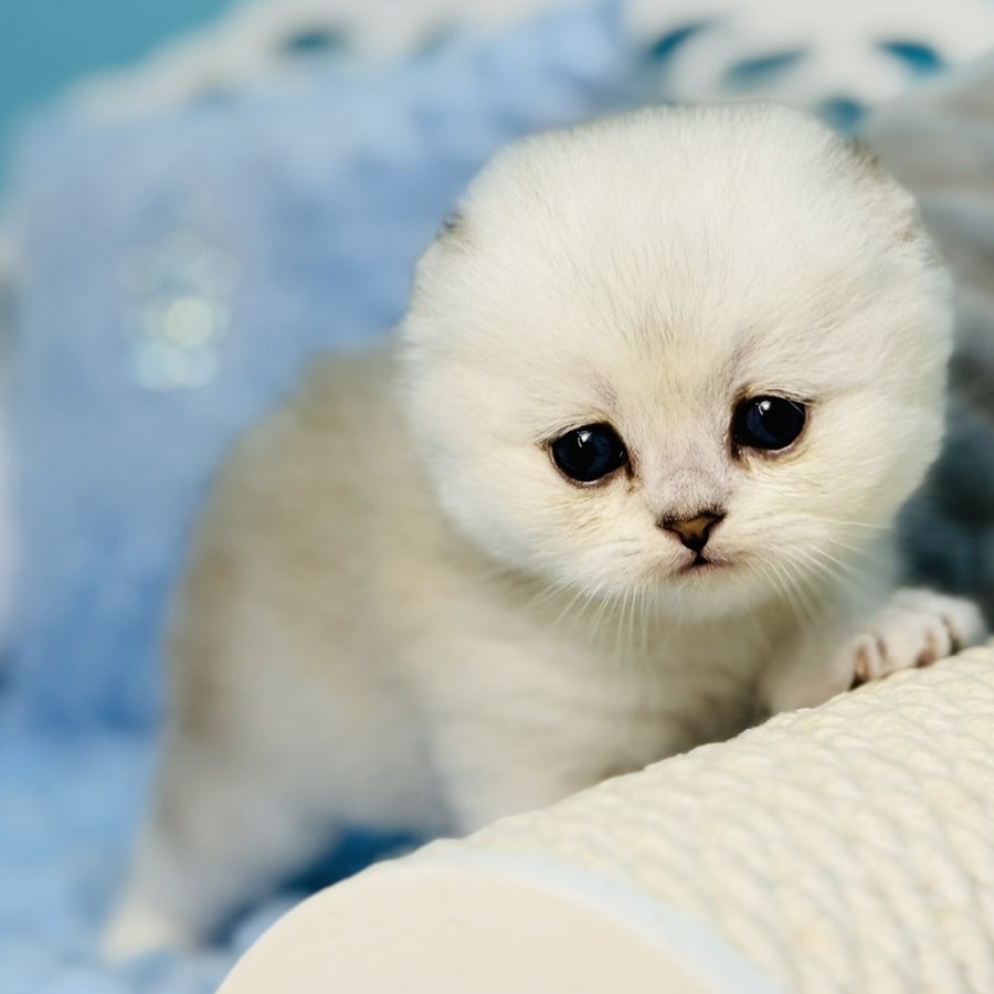 Fluffy Scottish Fold female, black silver shaded
