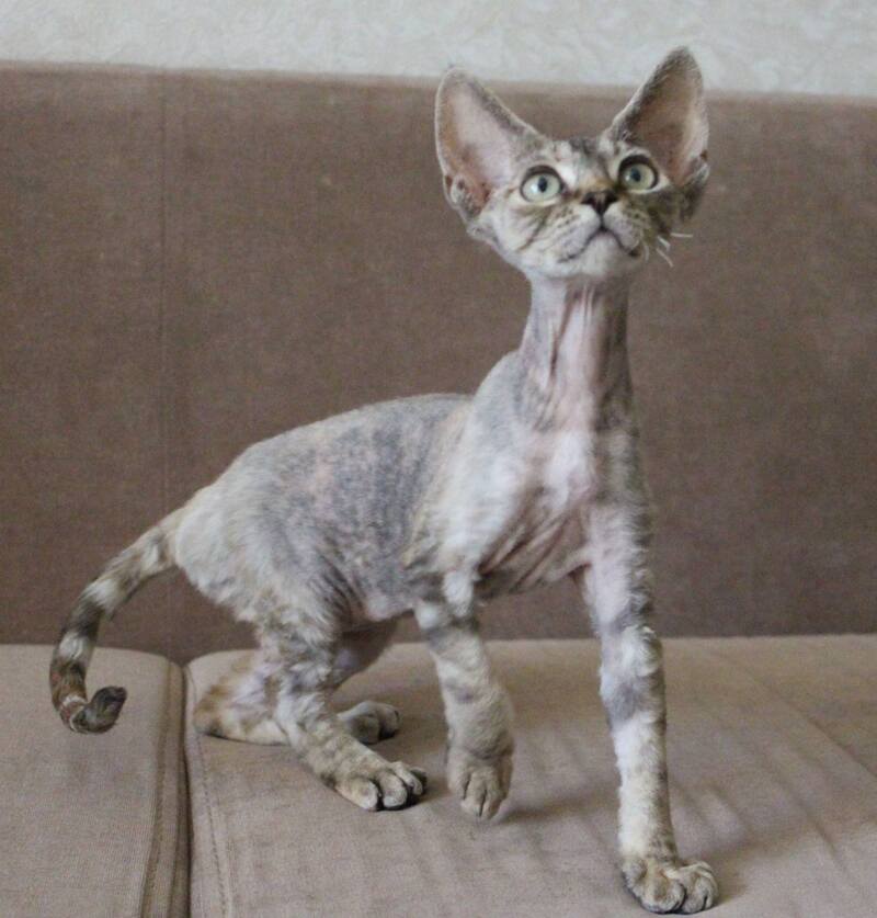 Sheril Devon Rex female, blue tortie tabby
