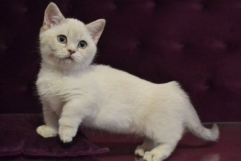 Rafaela Munchkin female blue ticked tabby pointed - live animals
