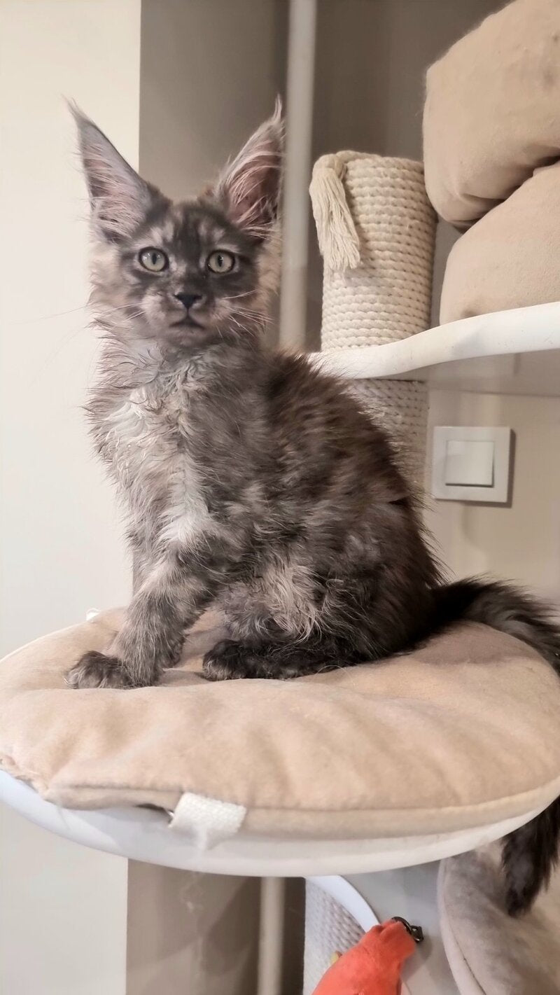 Cassia Maine Coon female black silver - live animals
