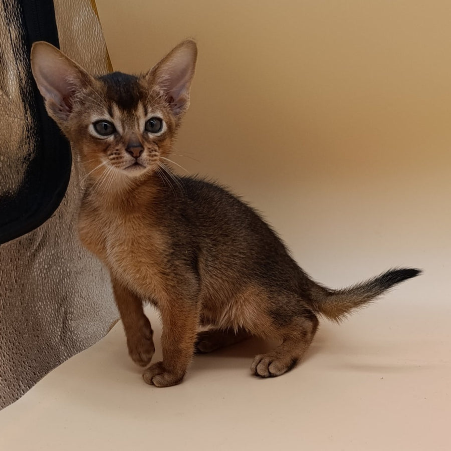 Mikkel Abyssinian male, ruddy