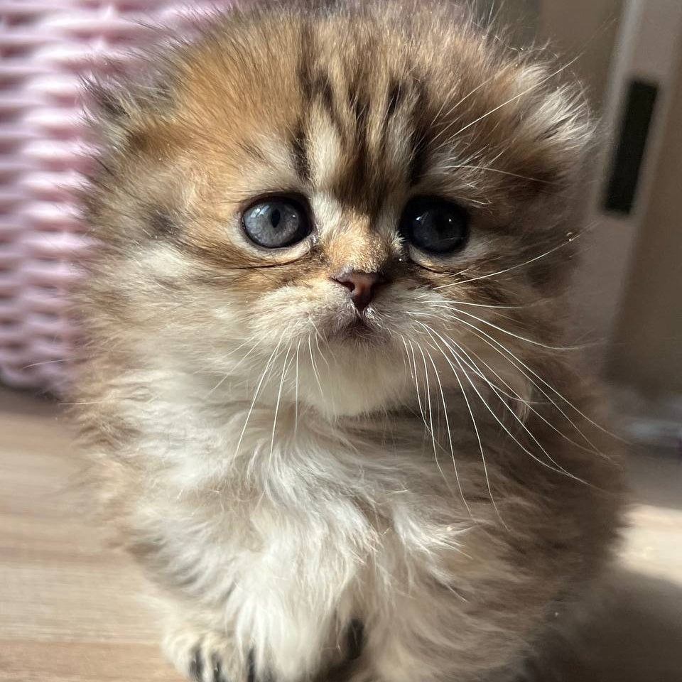 Kykla Munchkin female, black tabby
