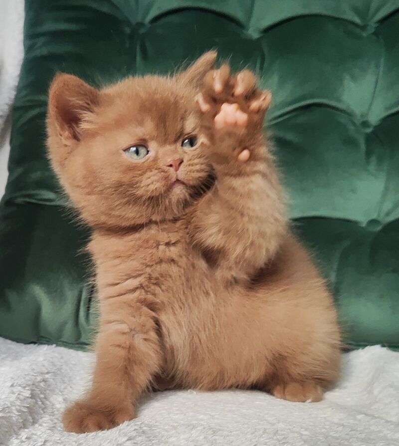 Uliy British Shorthair male cinnamon - live animals