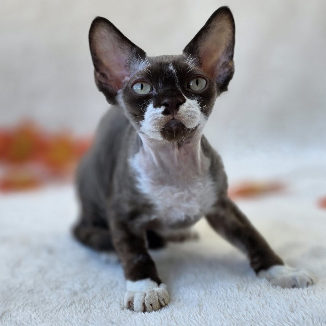 Eclair Devon Rex male, chocolate bicolour