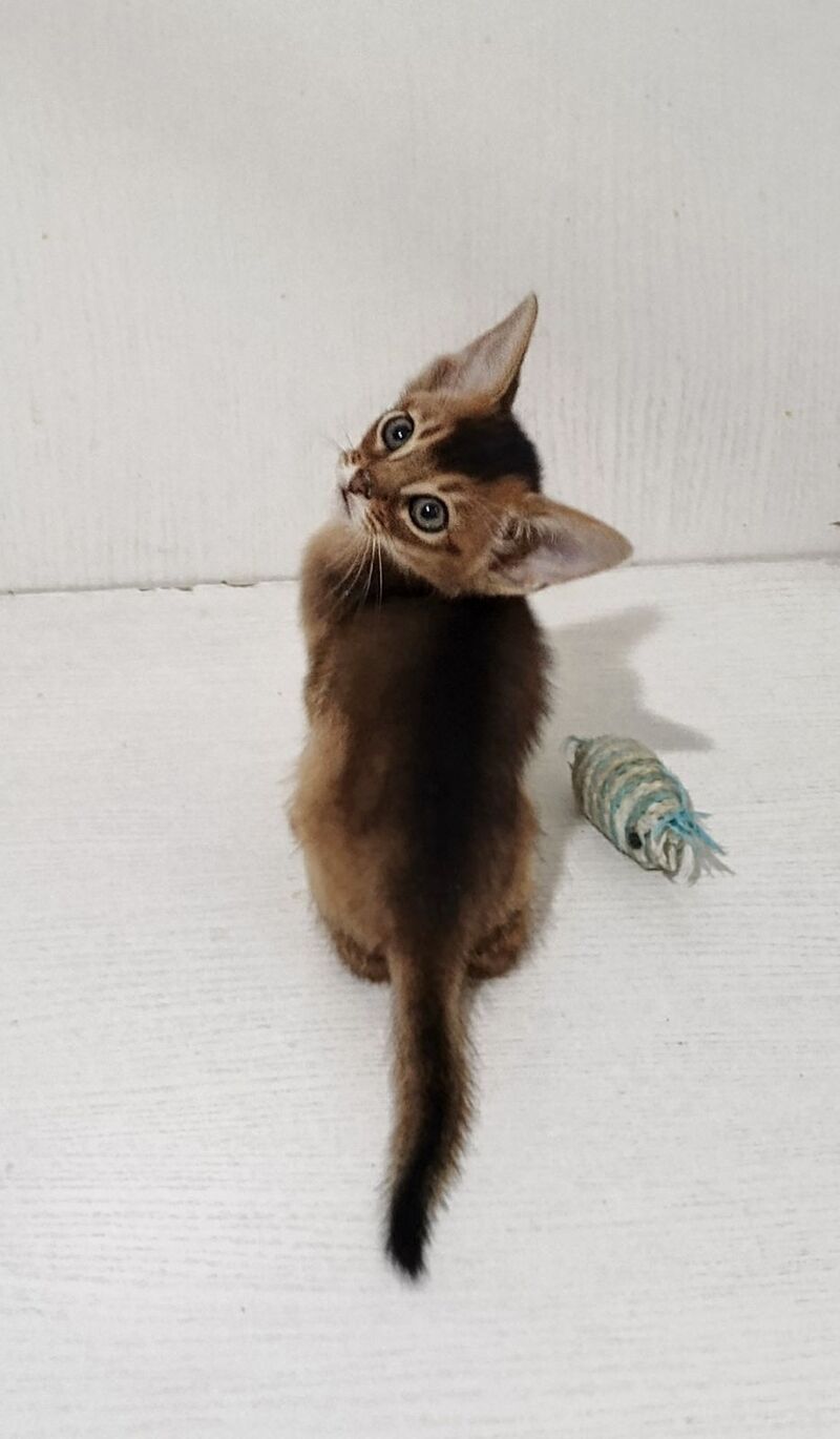 Gemma Abyssinian female ruddy - live animals