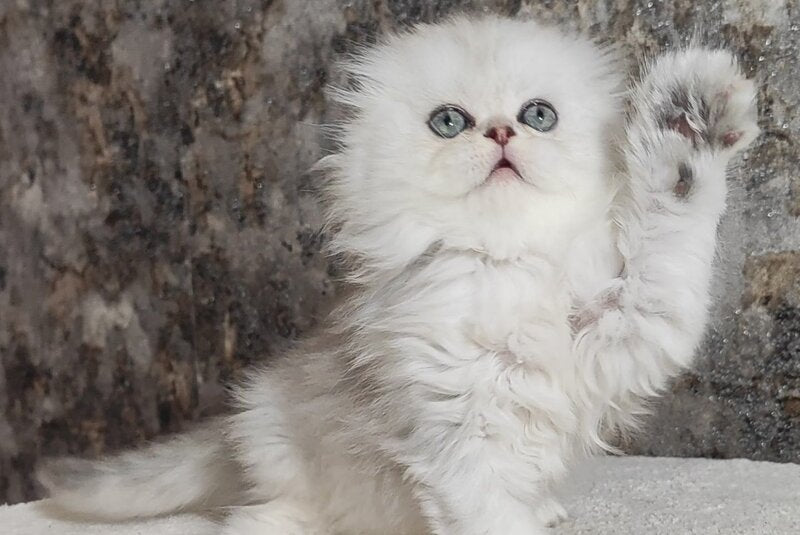 Spencer Scottish Fold male blue silver shaded - live animals