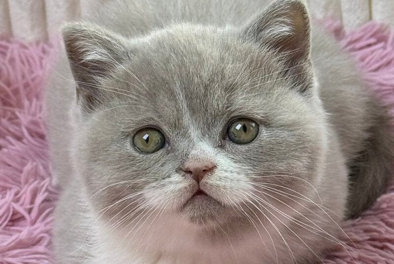 Baby Scottish Straight female, lilac bicolour