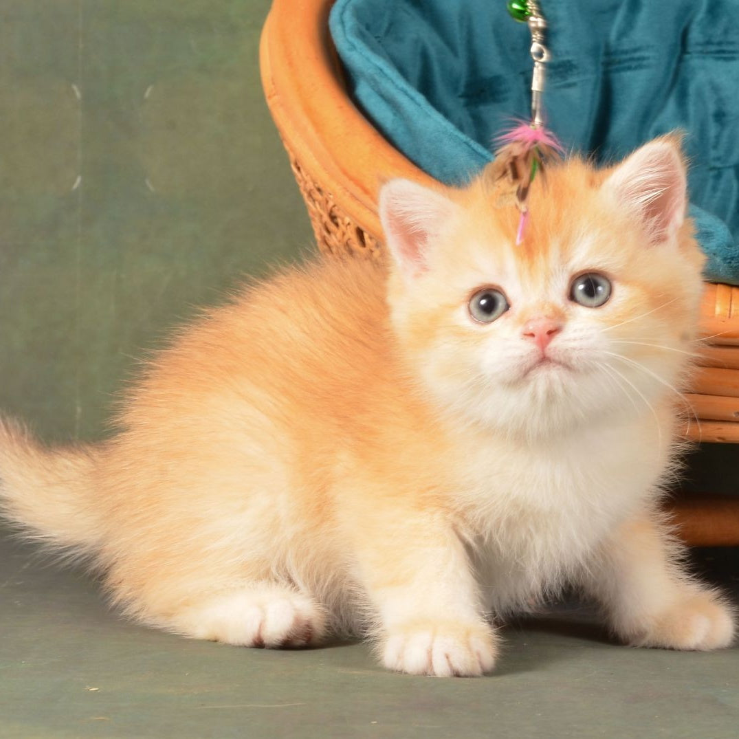 Pashtet British Shorthair male, cinnamon golden chinchilla