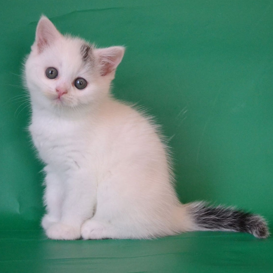 Olaf Scottish Straight male, black silver tabby van