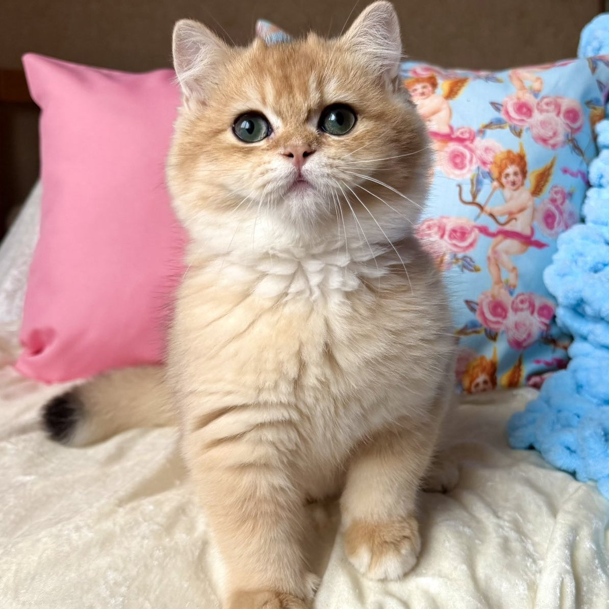 Simba British Shorthair male, black golden chinchilla