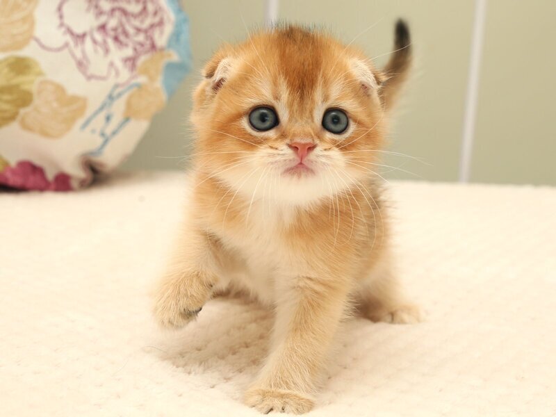 Zhan Scottish Fold male, black golden shaded