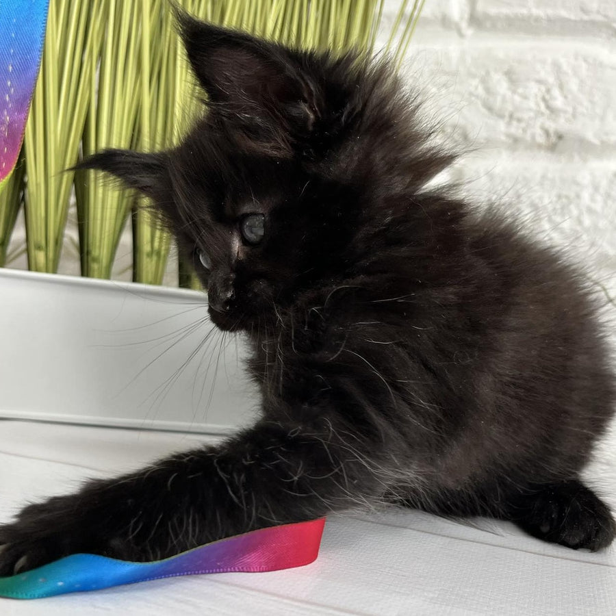 Julie Maine Coon female, black