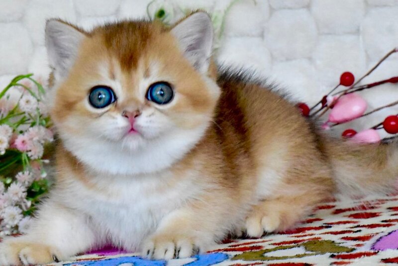 Wayllet British Shorthair female black golden shaded - live animals