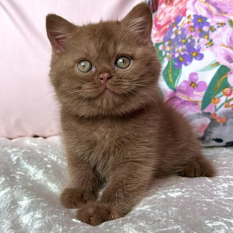 Melvin British Shorthair male, cinnamon
