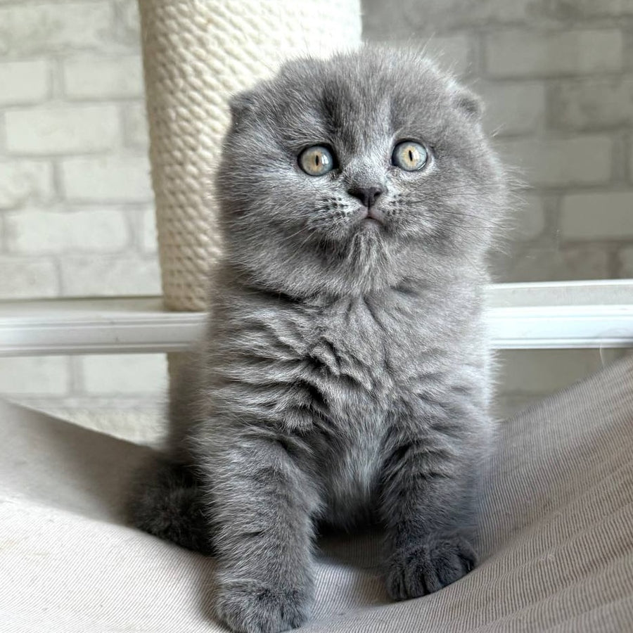 Nora Scottish Fold female, blue