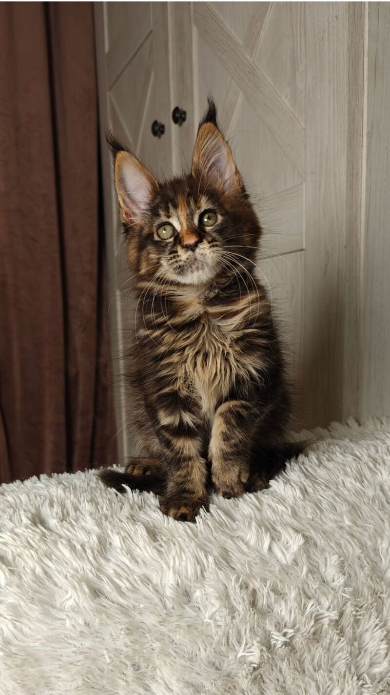 Quasar Maine Coon female black tortie tabby live animals