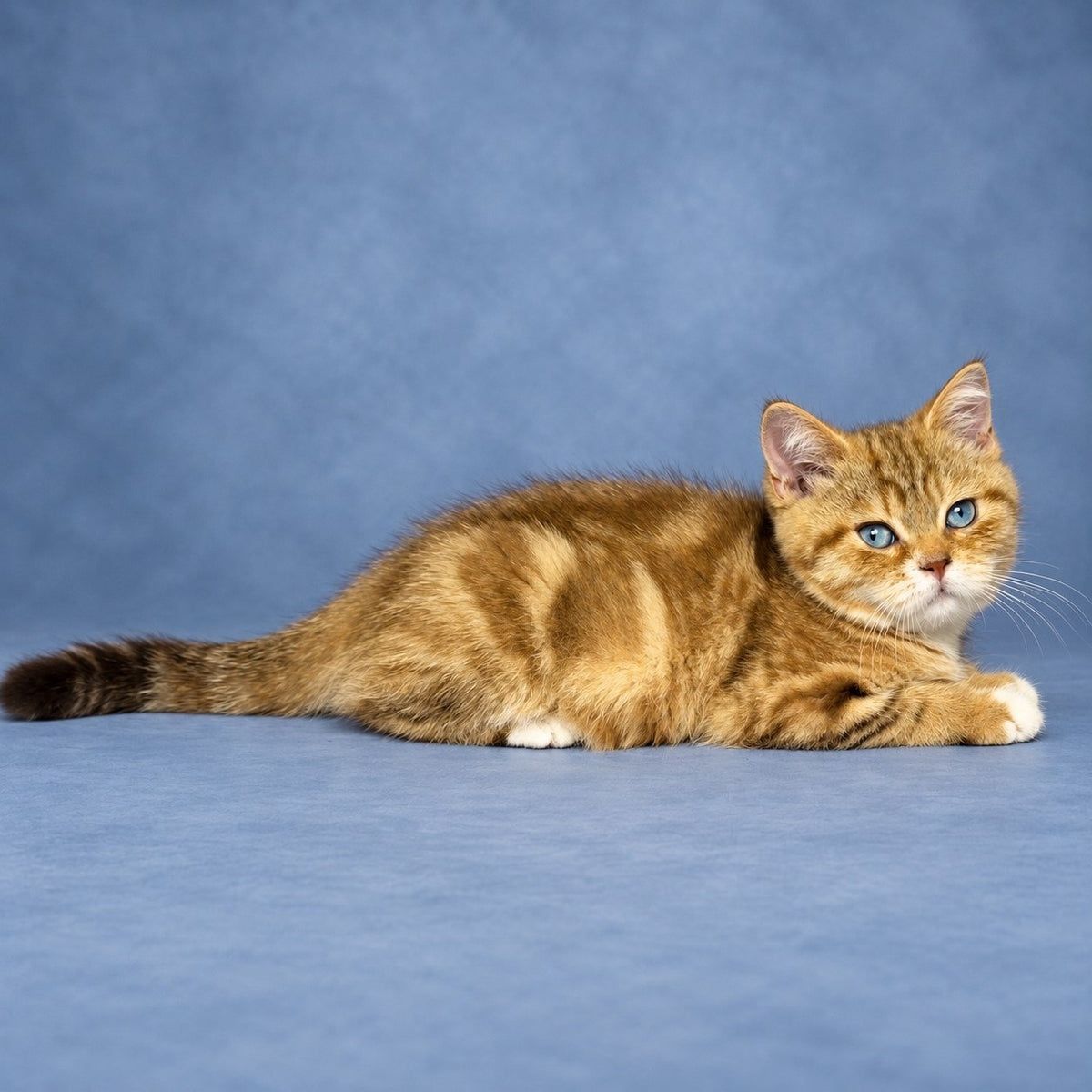 Leopold British Shorthair male, chocolate golden tabby with white