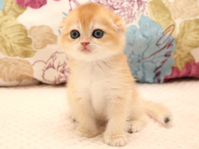 Yana Scottish Fold female black golden chinchilla - live animals